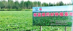 为乡村振兴开“良方” 白云山板蓝根GAP种植基地扩容